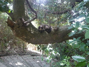cat on the tree.JPG